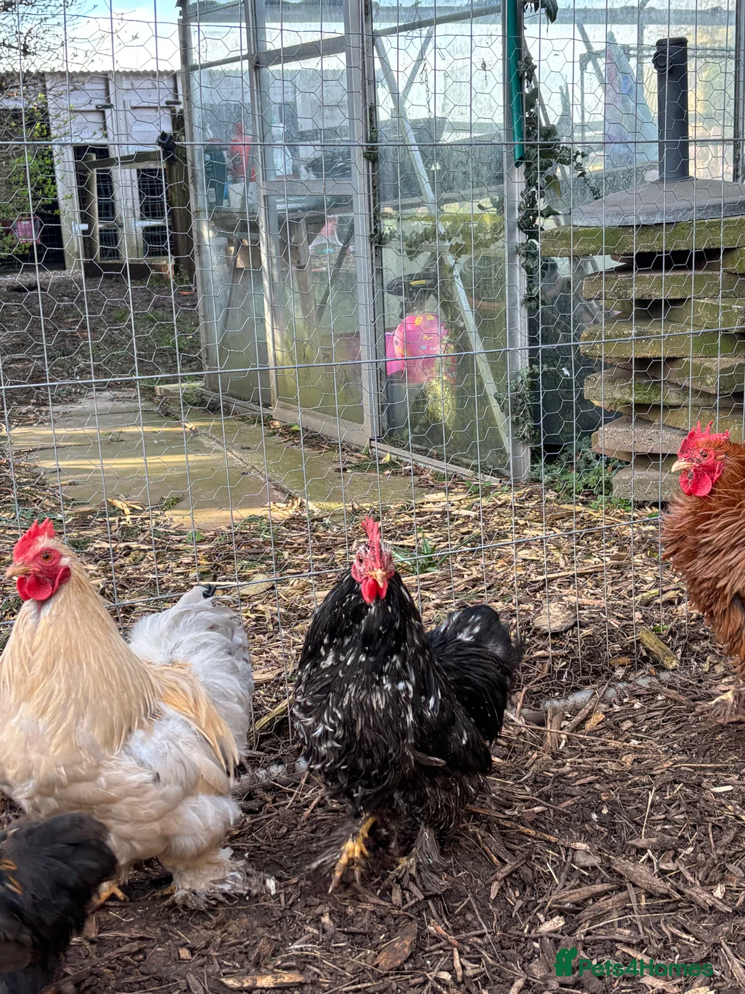 Chickens poultry for sale: Bantam cockerel  - Advert 2