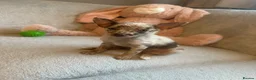 Chihuahua dogs for sale: Chihuahuas  - Advert 35