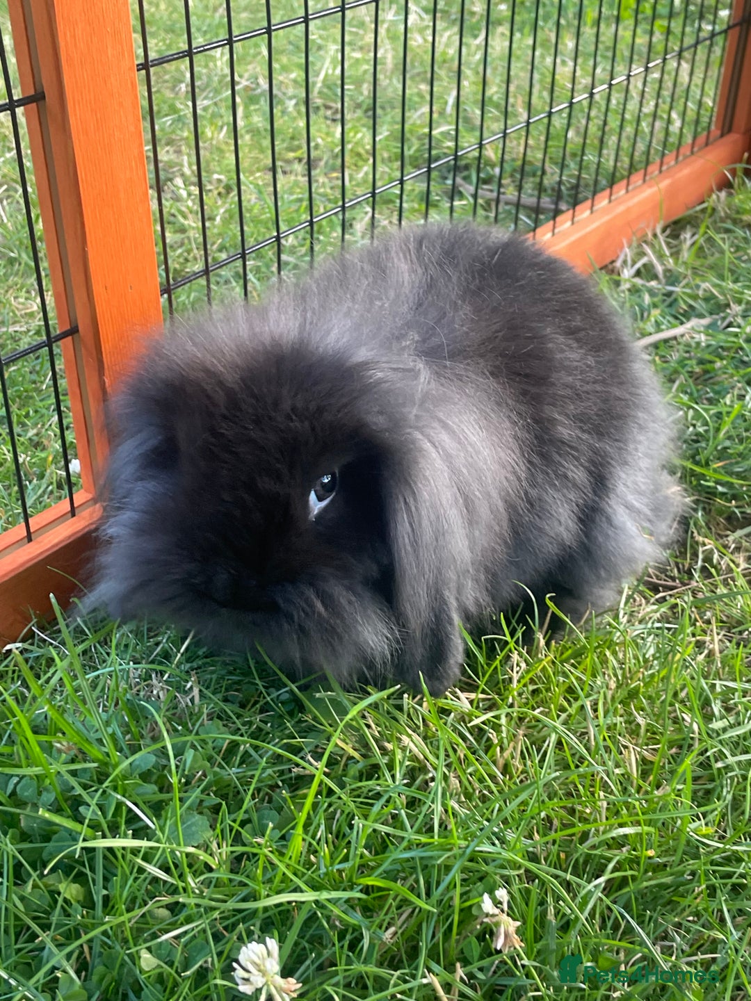 Mini Lop rabbits for sale: Male mini lop babies READY TO LEAVE  - Image 28