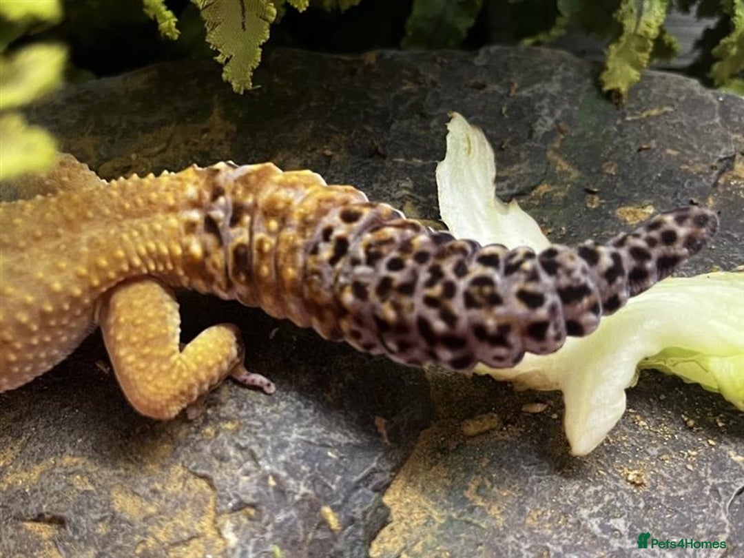 Gecko reptiles for sale: Boris - The gorgeous Gecko for sale - Image 2