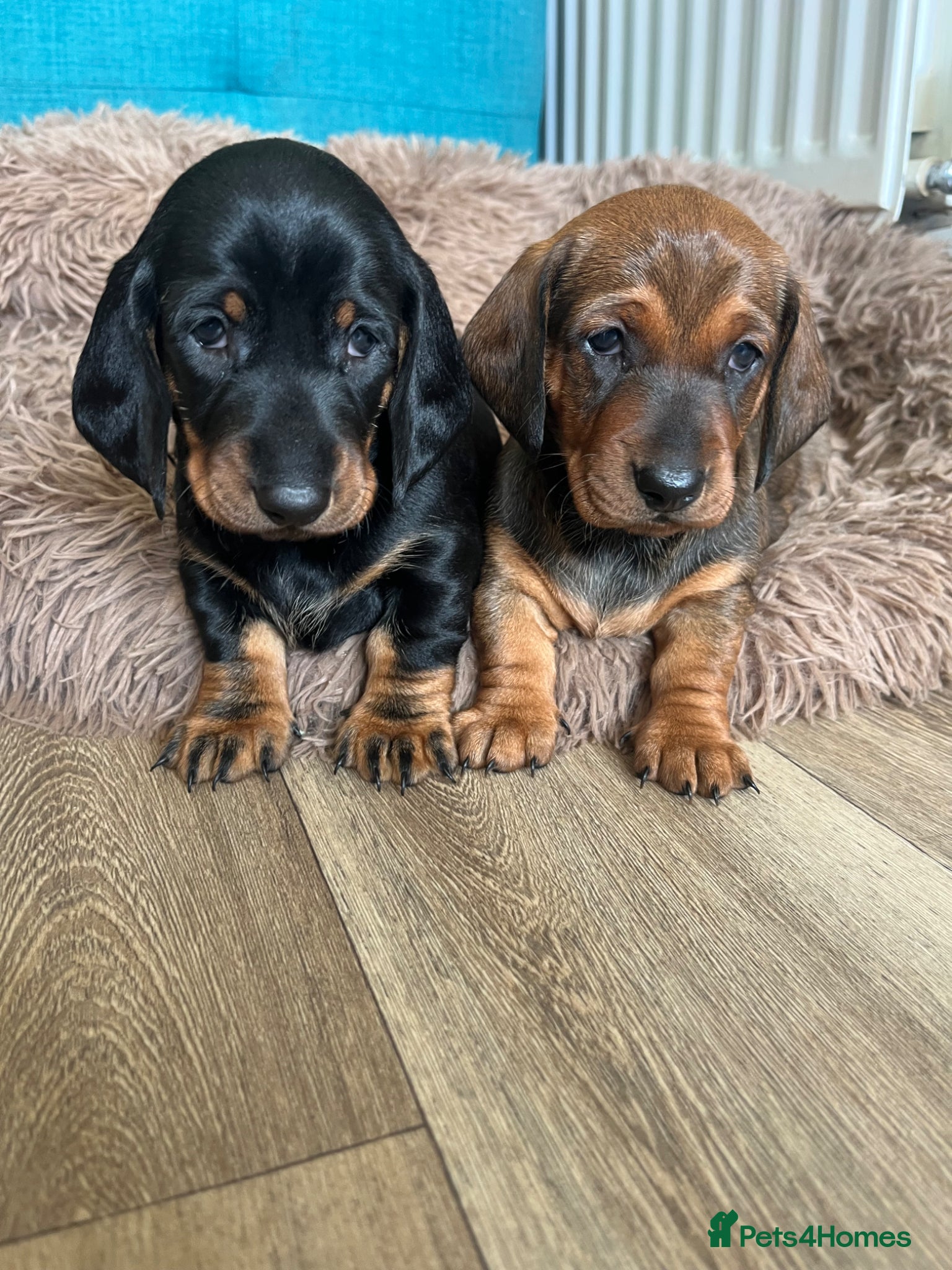 Dachshund dogs Stunning KC reg Standard Dachshund puppies  - Advert 1