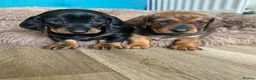 Dachshund dogs for sale: Stunning KC reg Standard Dachshund puppies  - Advert 1
