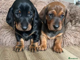 Dachshund dogs Stunning KC reg Standard Dachshund puppies - Advert 12