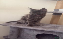 Maine Coon cats for sale: Blue smoke female Maine coon for sale  - Image 2
