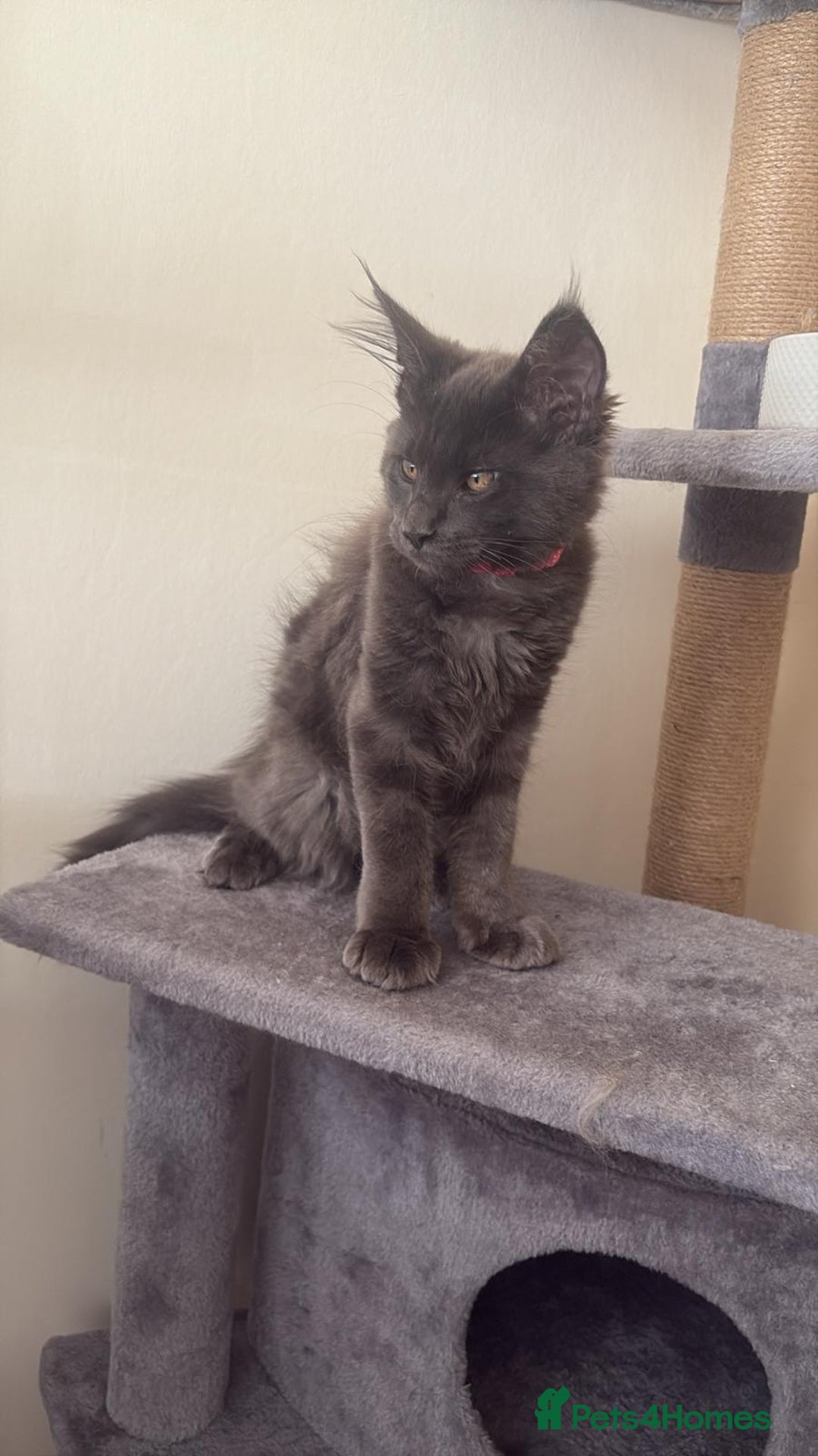 Maine Coon cats for sale: Blue smoke female Maine coon for sale  - Image 2