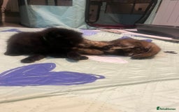 Mixed Breed cats for sale: 2 Black Fluffy Kittens (15wk old brothers) - Image 11