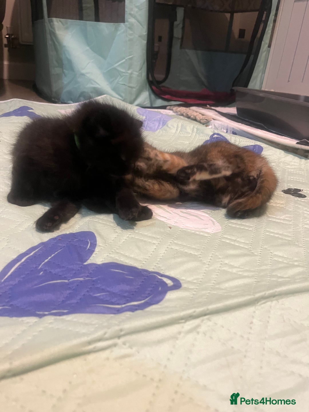 Mixed Breed cats for sale: 2 Black Fluffy Kittens (15wk old brothers) - Image 11