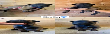 Blue Boy