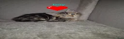 Arabian Mau cats for sale: Gorgeous kittens  - Advert 9