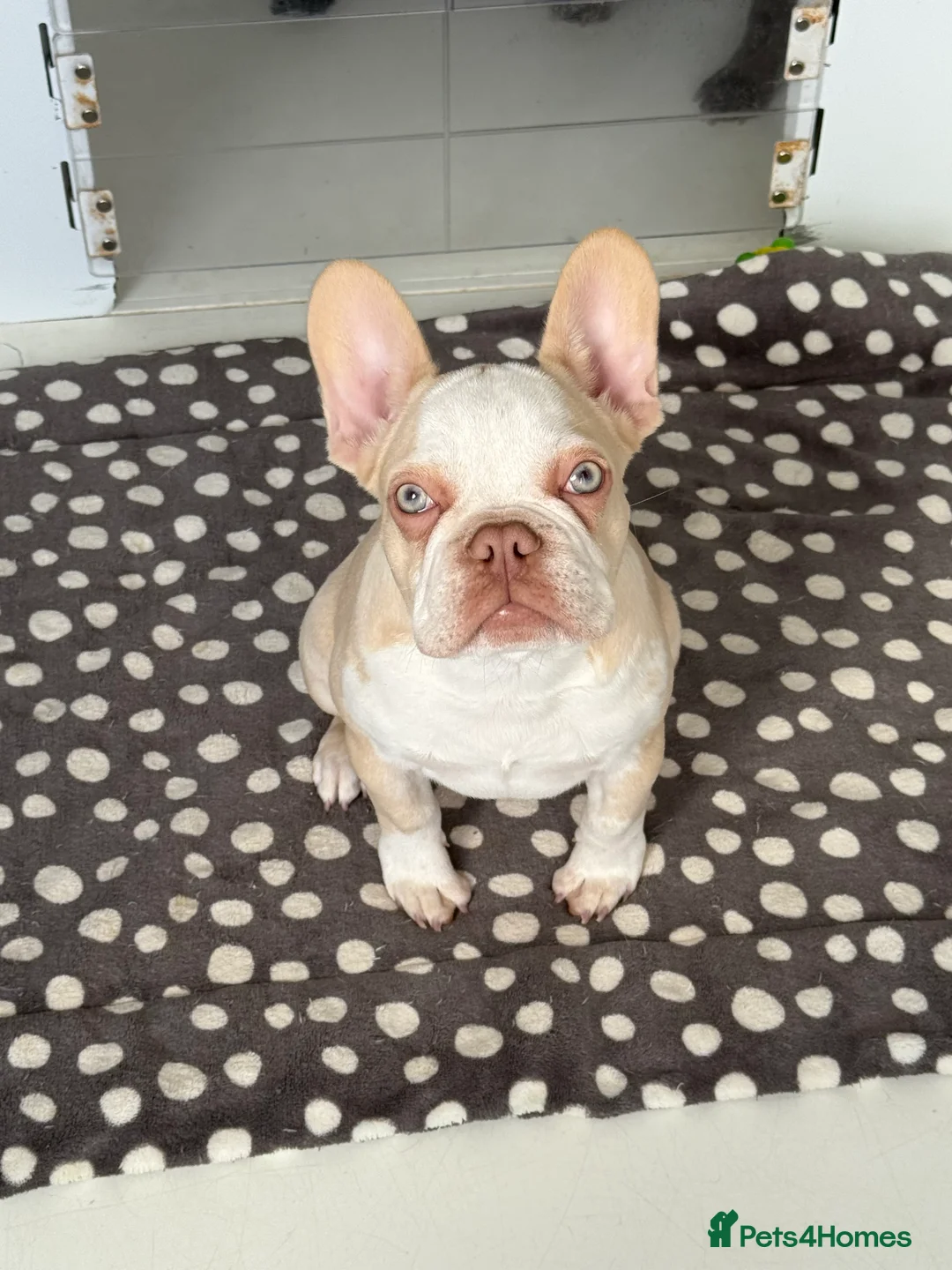 French Bulldog dogs for sale: Hikema X Cheeko (French bulldogs) - Advert 2