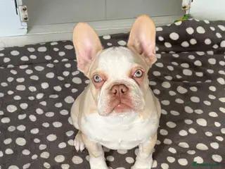 French Bulldog dogs Hikema X Cheeko (French bulldogs) - Advert 2