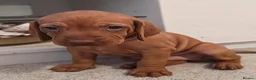 Hungarian Vizsla dogs for sale: 1 male KC registered Hungarian vizsla puppy  - Advert 7