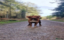 Nova Scotia Duck Tolling Retriever dogs for sale: FEMALE NSTD PUPPY BRED BY VET - Image 5