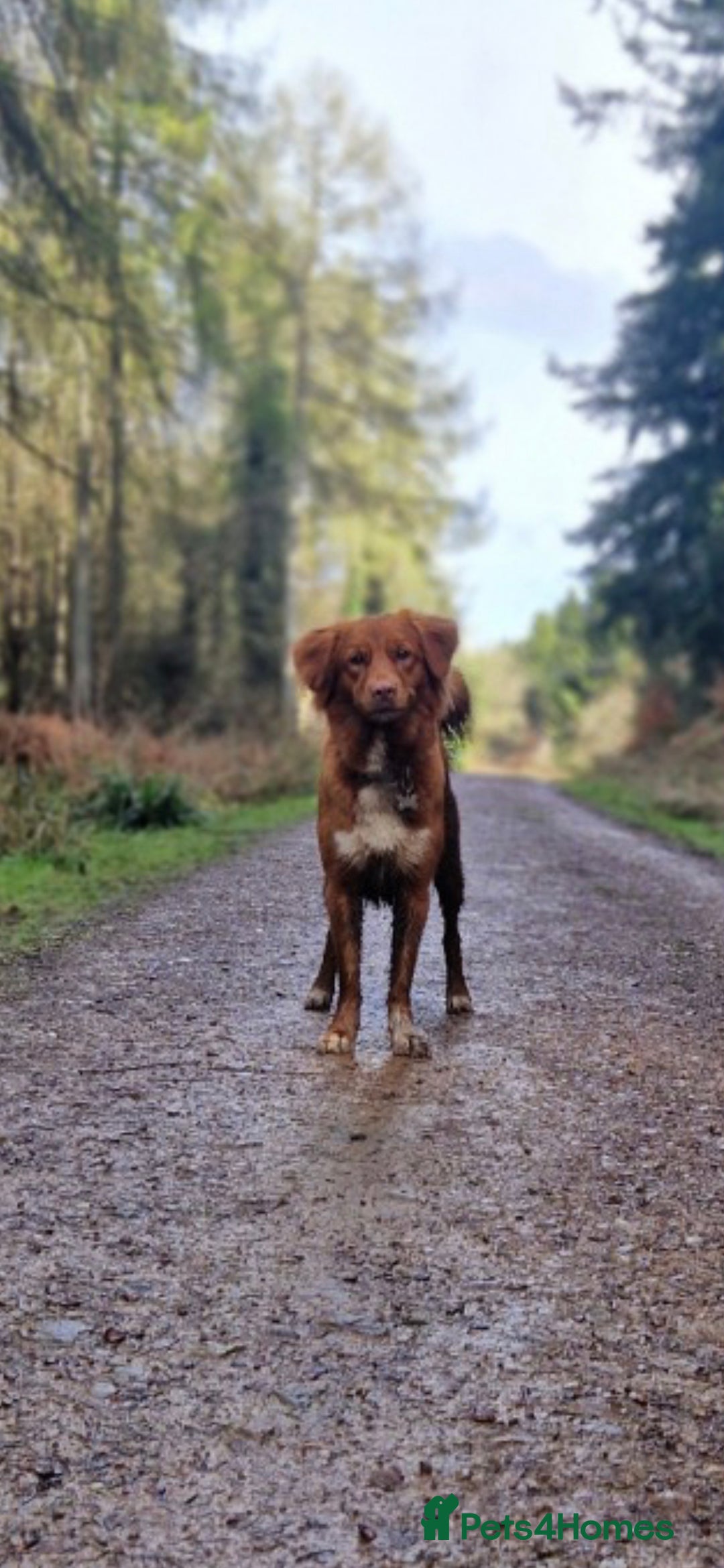 Nova Scotia Duck Tolling Retriever dogs for sale: FEMALE NSTD PUPPY BRED BY VET - Image 5