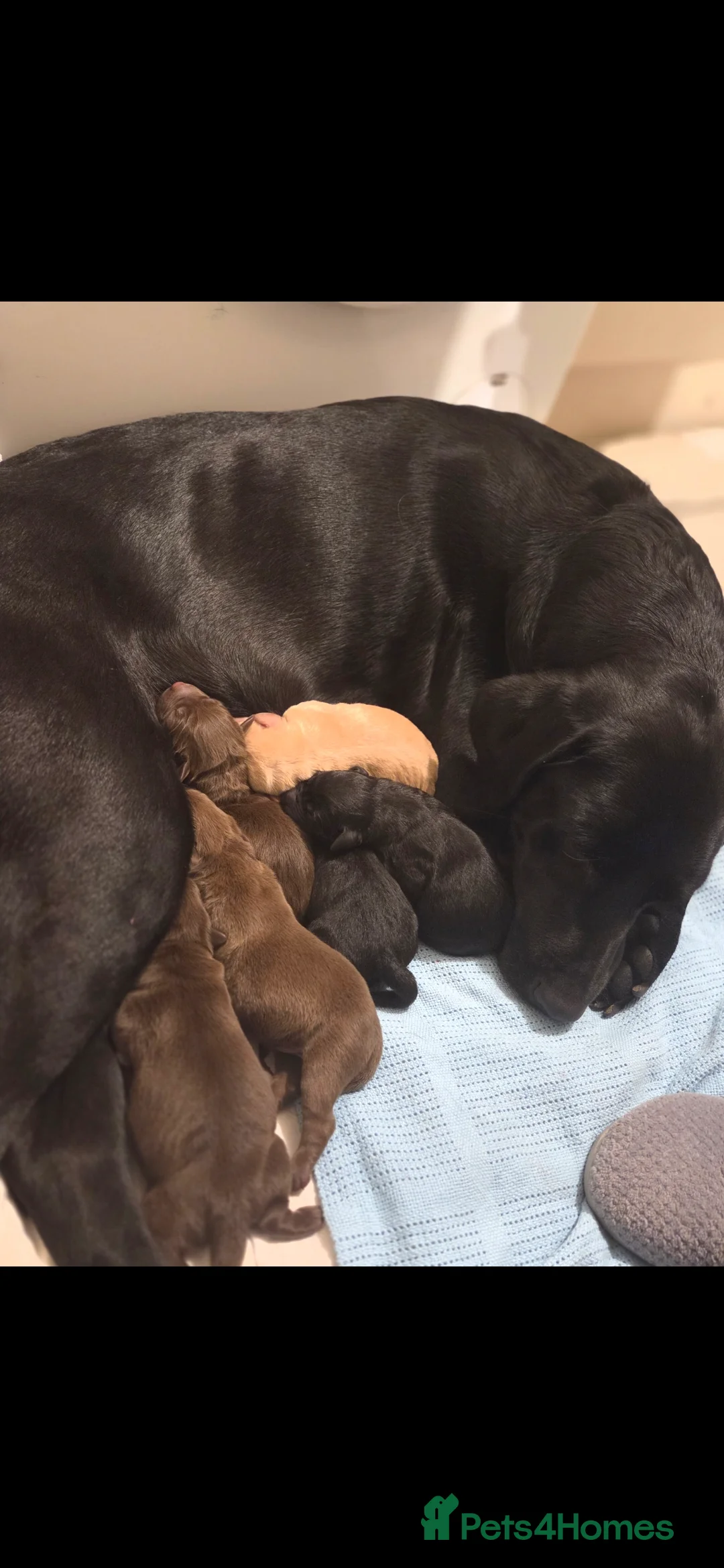 Labrador Retriever dogs for sale: Gorgeous labrador pups (one white golden boy left) - Advert 12