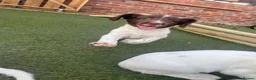 English Springer Spaniel dogs for sale: 1 BOY LEFT READY NOW - KC Springer Spaniel Pups - Advert 10