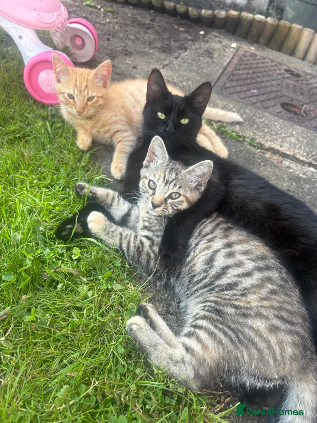 Mixed Breed cats for sale: Beautiful kittens  - Advert 2