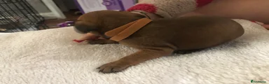 Patterdale Terrier 1