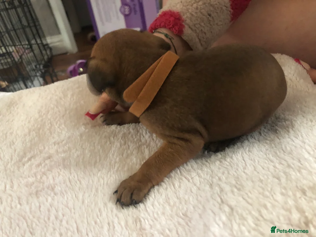 Patterdale Terrier dogs for sale: Patterdale puppies in Bishop Auckland - Advert 2