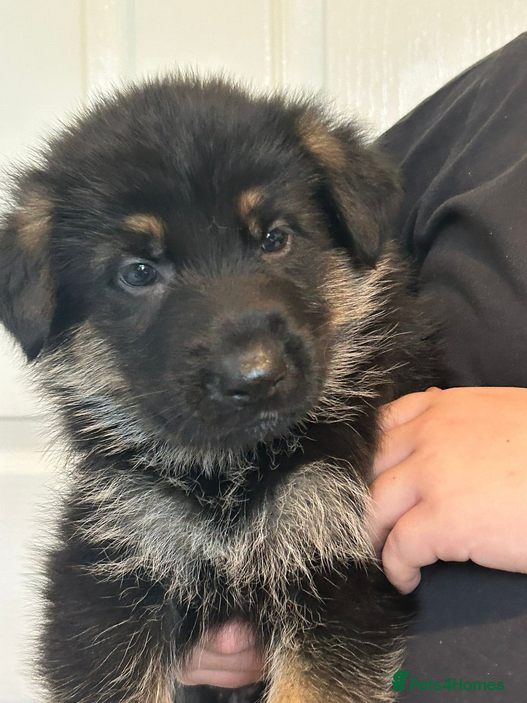 German Shepherd dogs for sale: GERMAN SHEPHERD  - Image 13