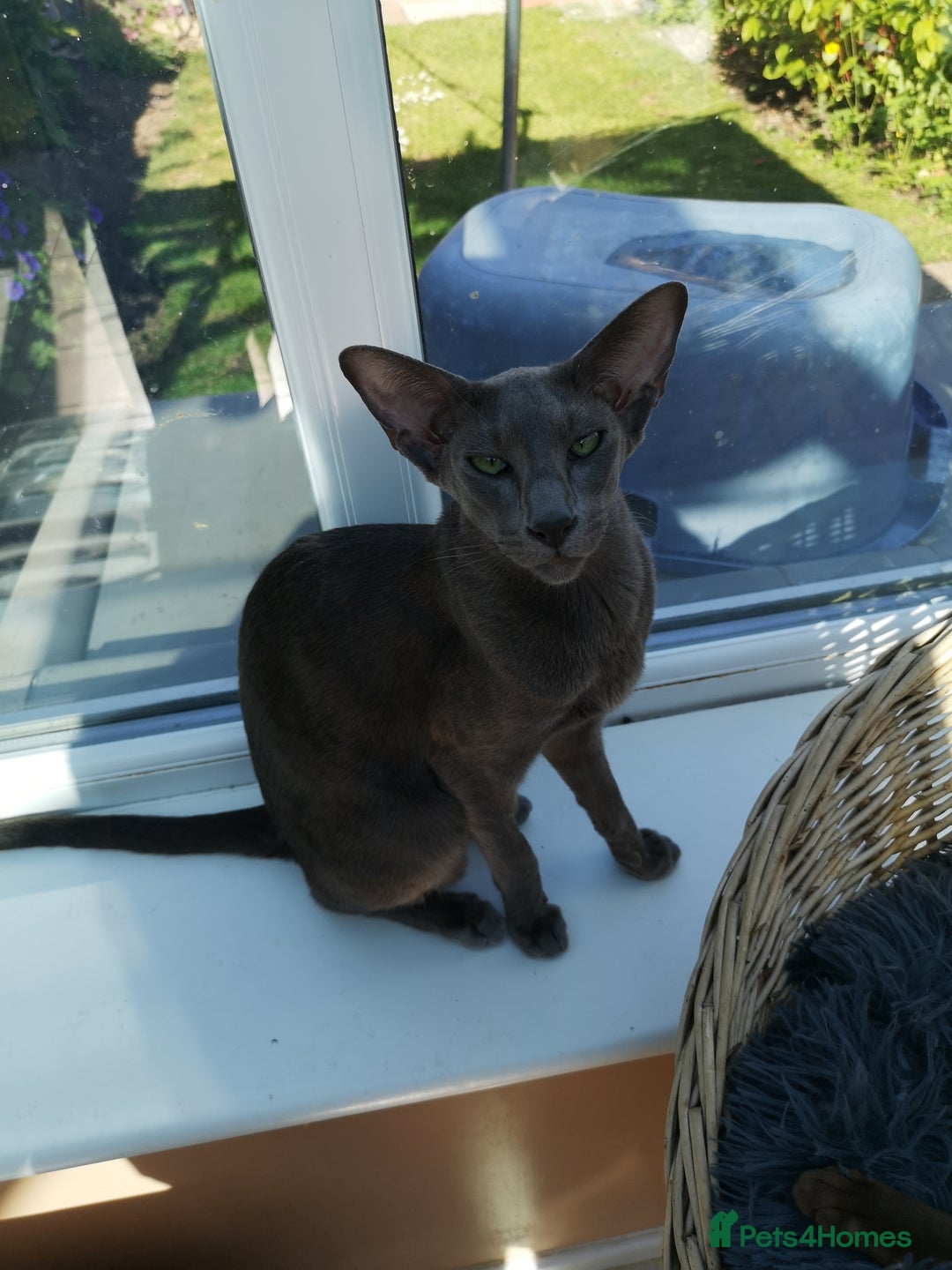 Siamese cats for sale: GCCF Oriental & Siamese  - Image 4
