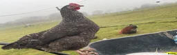 Chickens poultry for sale: Stolen Flock PLEASE HELP RARE BANTAMS  - Advert 15