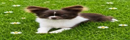 Chihuahua dogs for stud: Engelburt for stud only - Advert 1