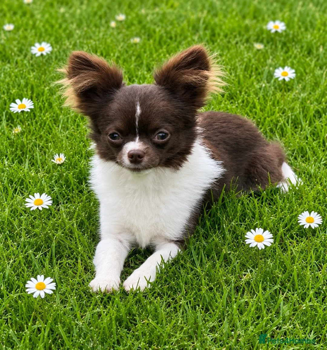 Chihuahua dogs for stud: Engelburt for stud only - Advert 1