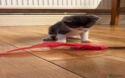 Mixed Breed cats for sale: 5 Mixed Breed Kittens - Image 6