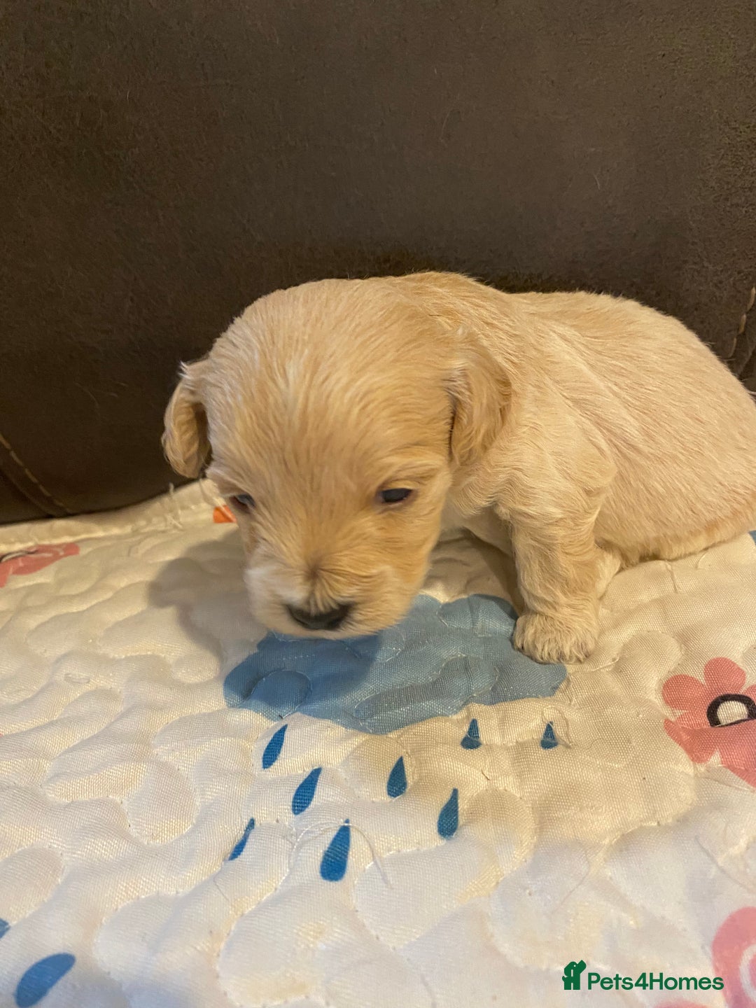 Maltipoo dogs for sale: Adorable Maltipoos Puppies  - Advert 30