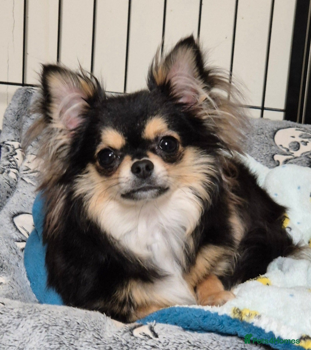 Chihuahua dogs for sale: KC registered dog and bitch pups long and smooth - Advert 1