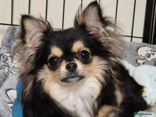 Chihuahua dogs KC registered dog and bitch pups long and smooth - Advert 13