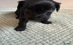 Yorkiepoo dogs for sale: Yorkiepoo puppies - Advert 5