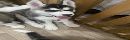 Siberian Husky dogs for sale: Siberian huskie  - Advert 7