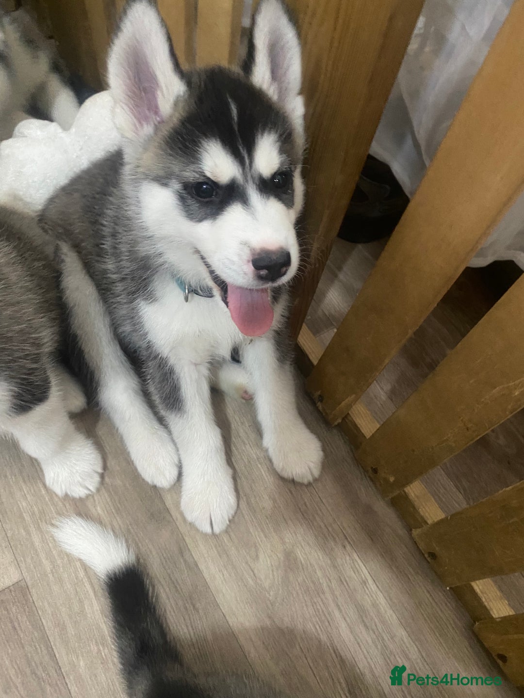 Siberian Husky dogs for sale: Siberian huskie  - Advert 7