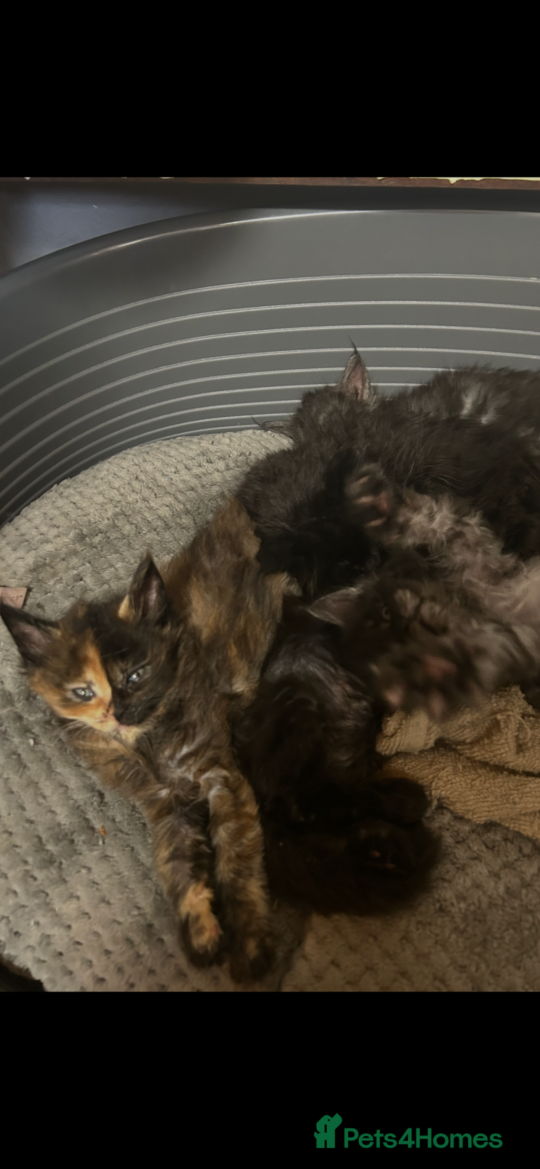 Maine Coon cats for sale: 8 beautiful mainecoon kittens for sale - Advert 10
