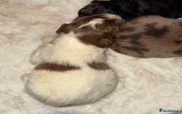 Mixed Breed dogs for sale: Merle sprocker x lurcher puppies  - Image 15