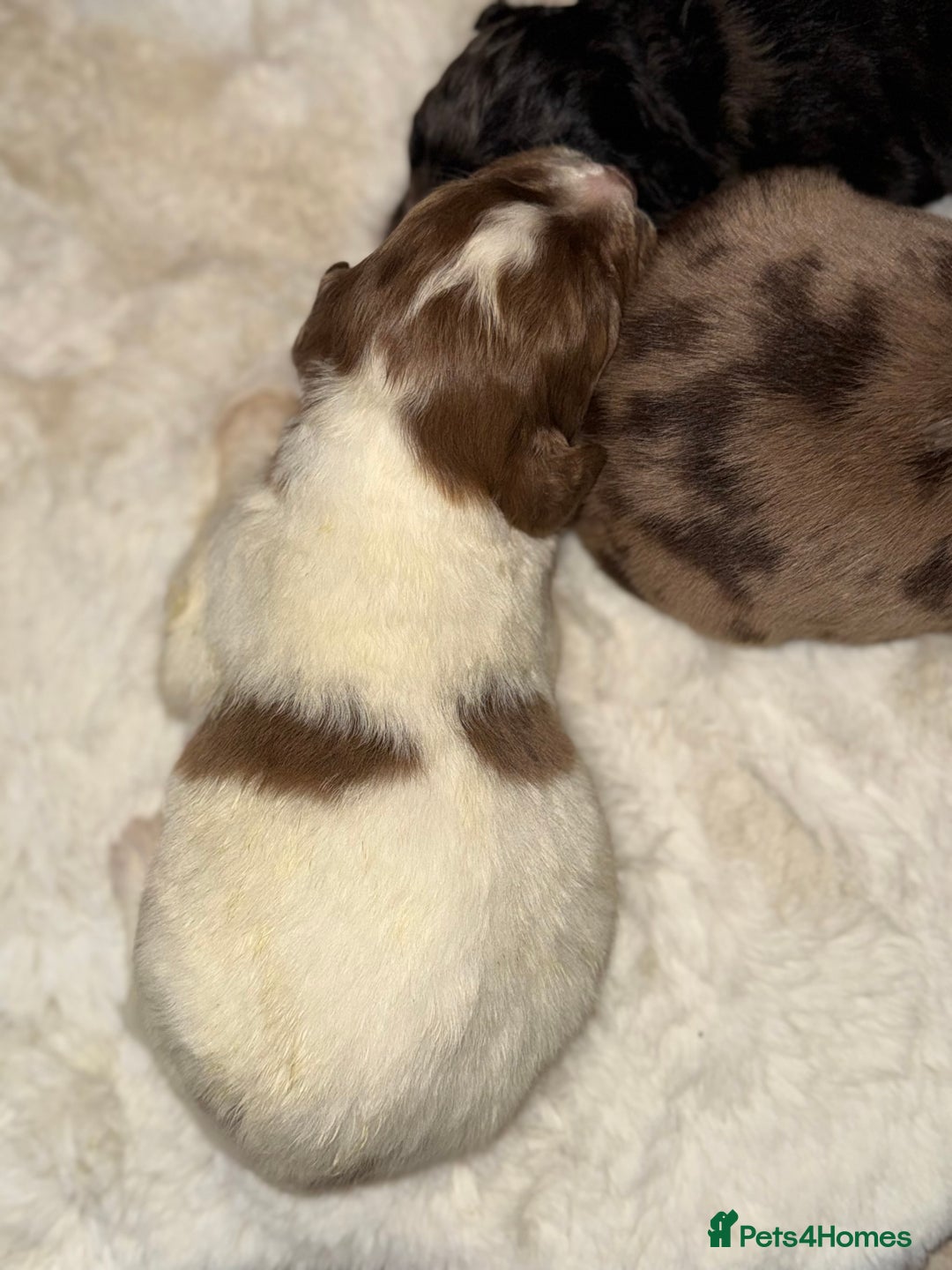 Mixed Breed dogs for sale: Merle sprocker x lurcher puppies  - Image 15