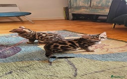 Bengal cats for sale: ✨️2 Kittens left! 🐱 in Berkhamsted - Image 1
