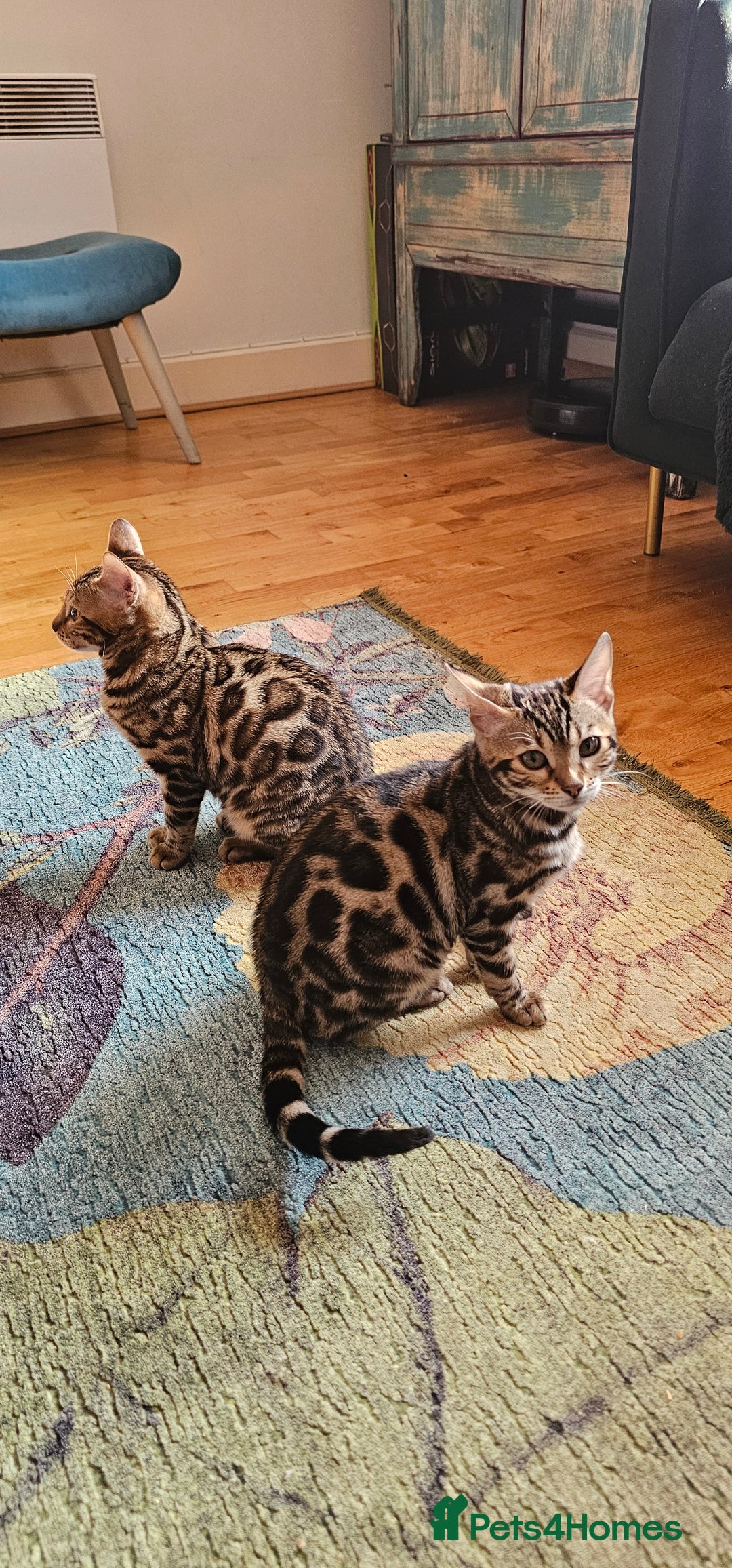 Bengal cats for sale: ✨️2 Kittens left! 🐱 in Berkhamsted - Image 1
