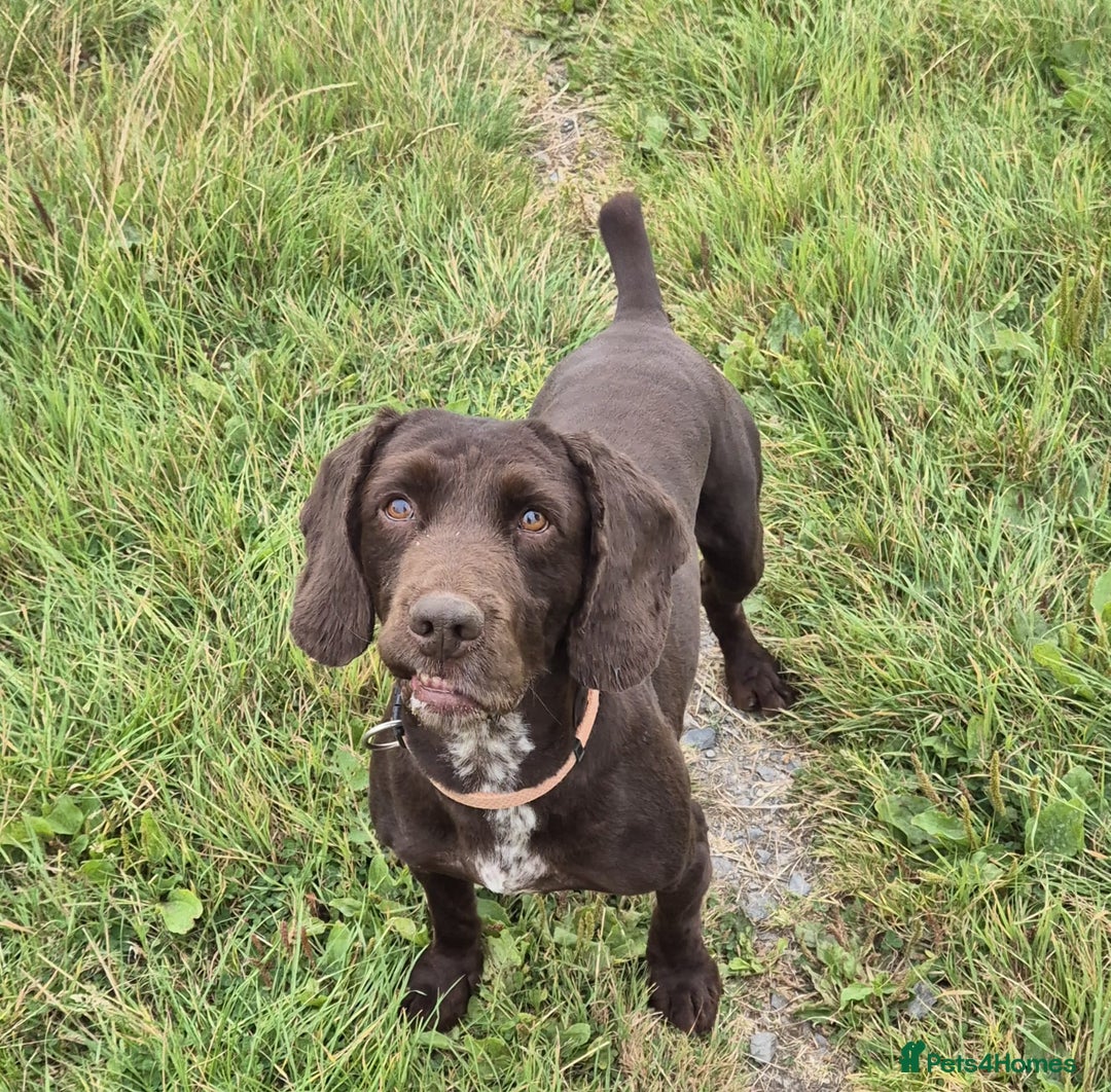 Cocker Spaniel dogs for sale: Mac - searching for a forever family  - Advert 6
