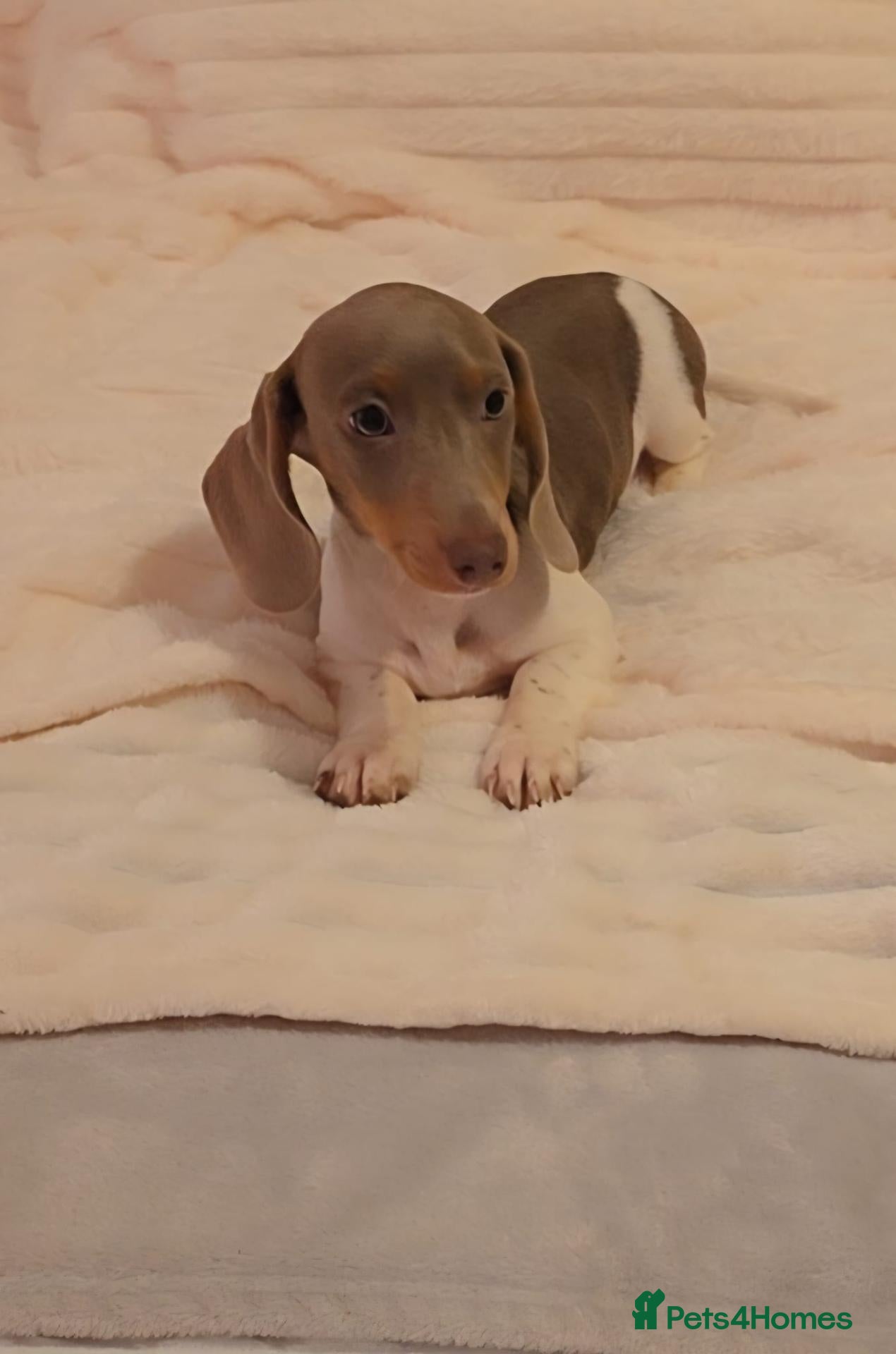 Miniature Dachshund dogs for sale: 🐶READY TODAY🐶5 boys 1 girl 🐶  - Advert 1