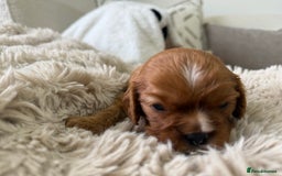 Cavalier King Charles Spaniel dogs for sale: Cavalier King Charles  - Image 2