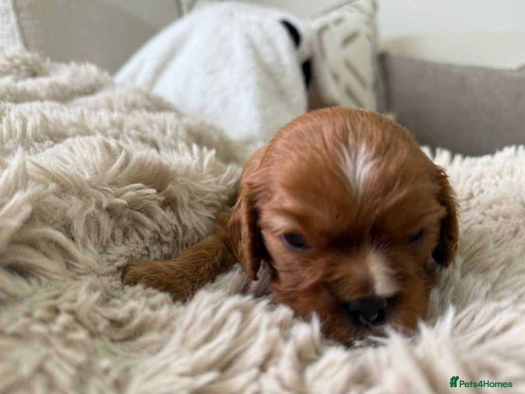 Cavalier King Charles Spaniel dogs for sale: Cavalier King Charles  - Image 2