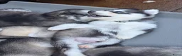 Siberian Husky dogs for sale: Stunning husky pups  - Advert 16
