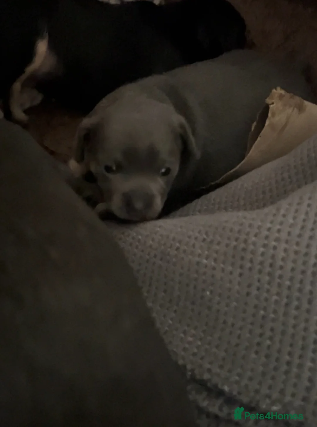 Chiweenie dogs for sale: blue chiweenie and Black and Tan   - Advert 6