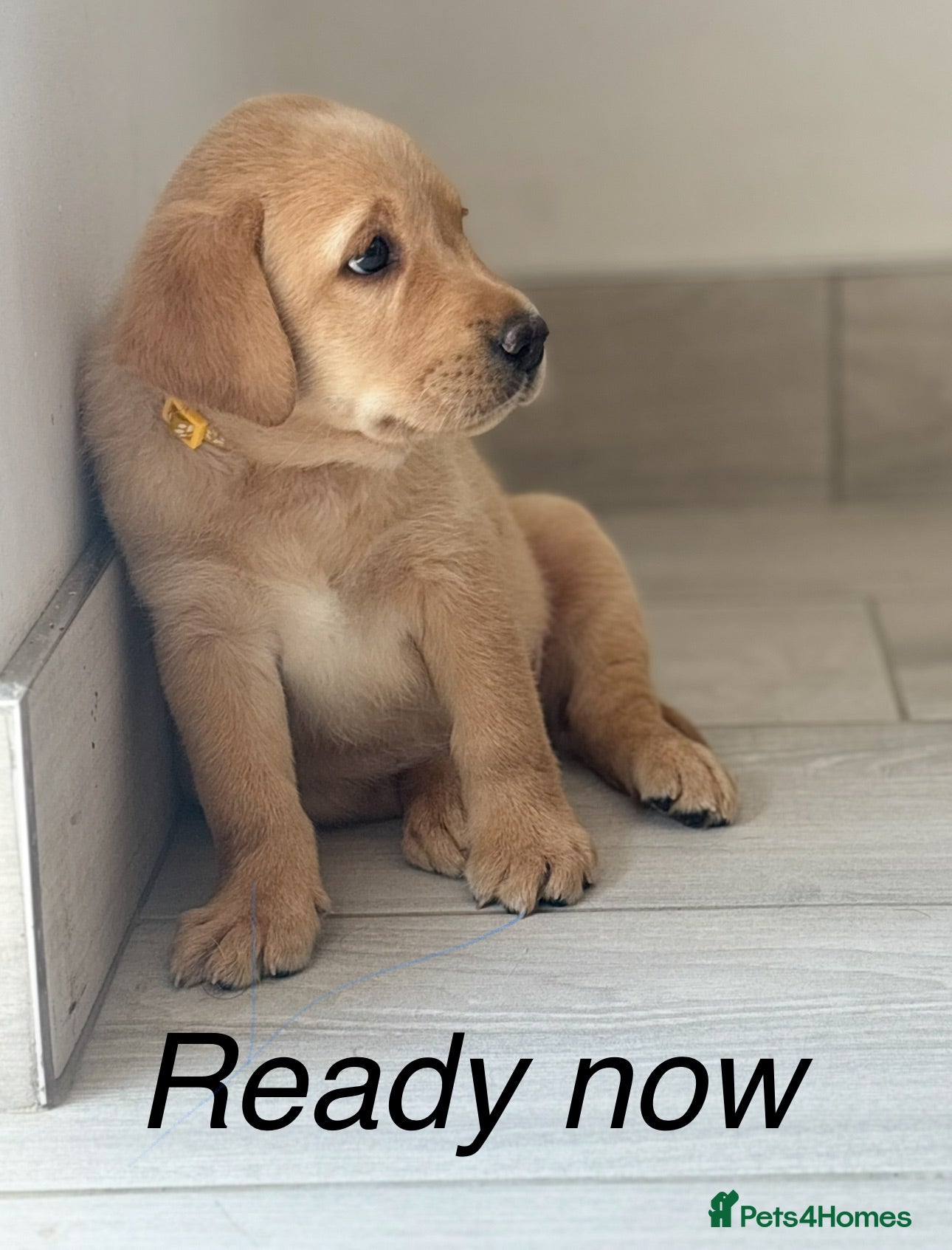 Labrador Retriever dogs Ready now 🏡  chunky top quality KC reg Labradors  - Advert 1