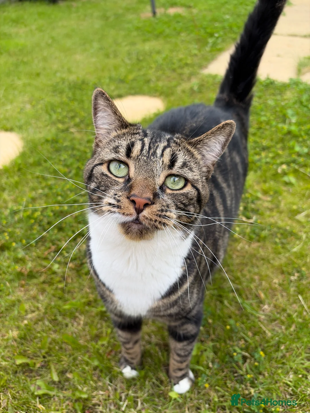 Domestic Shorthair cats for sale: Re home  - Advert 1