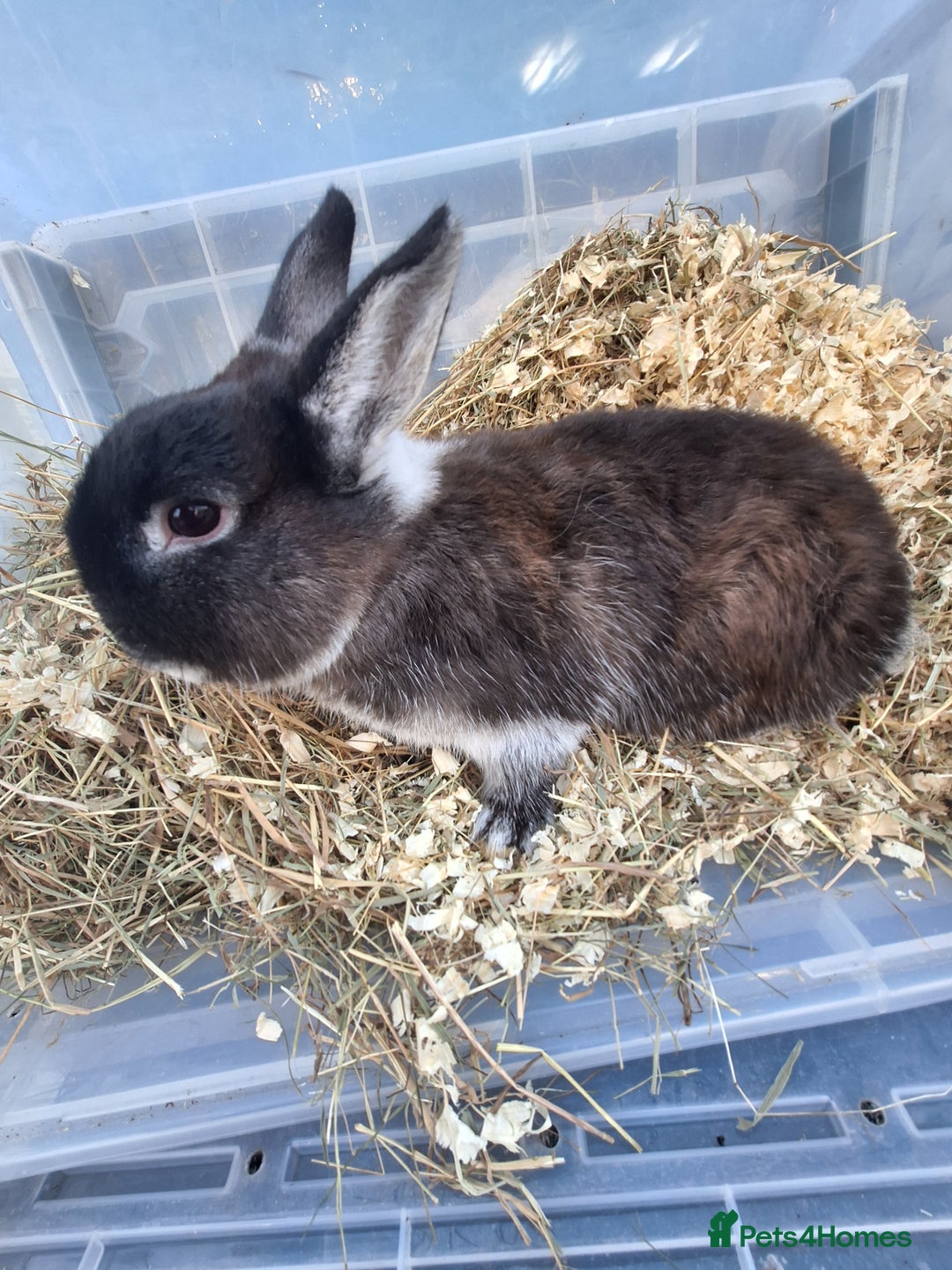 Netherland Dwarf rabbits for sale: 4 Netherland dwarf buck rabbits for sale £40 each  - Advert 8