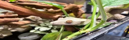Gecko reptiles for sale: Male crested gecko, comes with tank and more - Advert 5